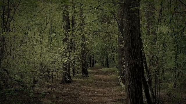 Расслабляющее пение птиц. Успокаивающие звуки природы. Для сна. Релаксация.