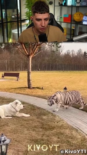 СОБАКИ 💀💀💀