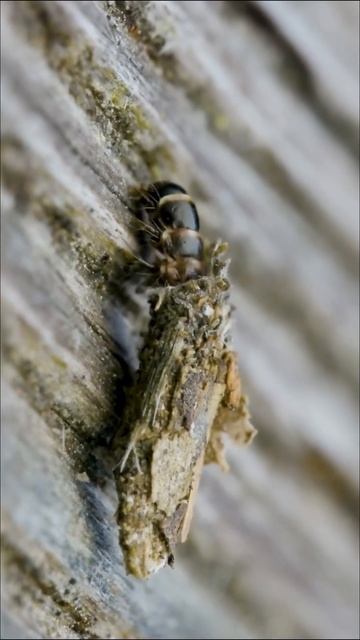 Это интригующее существо является гусеницей бабочки мешочницы смотреть онлайн