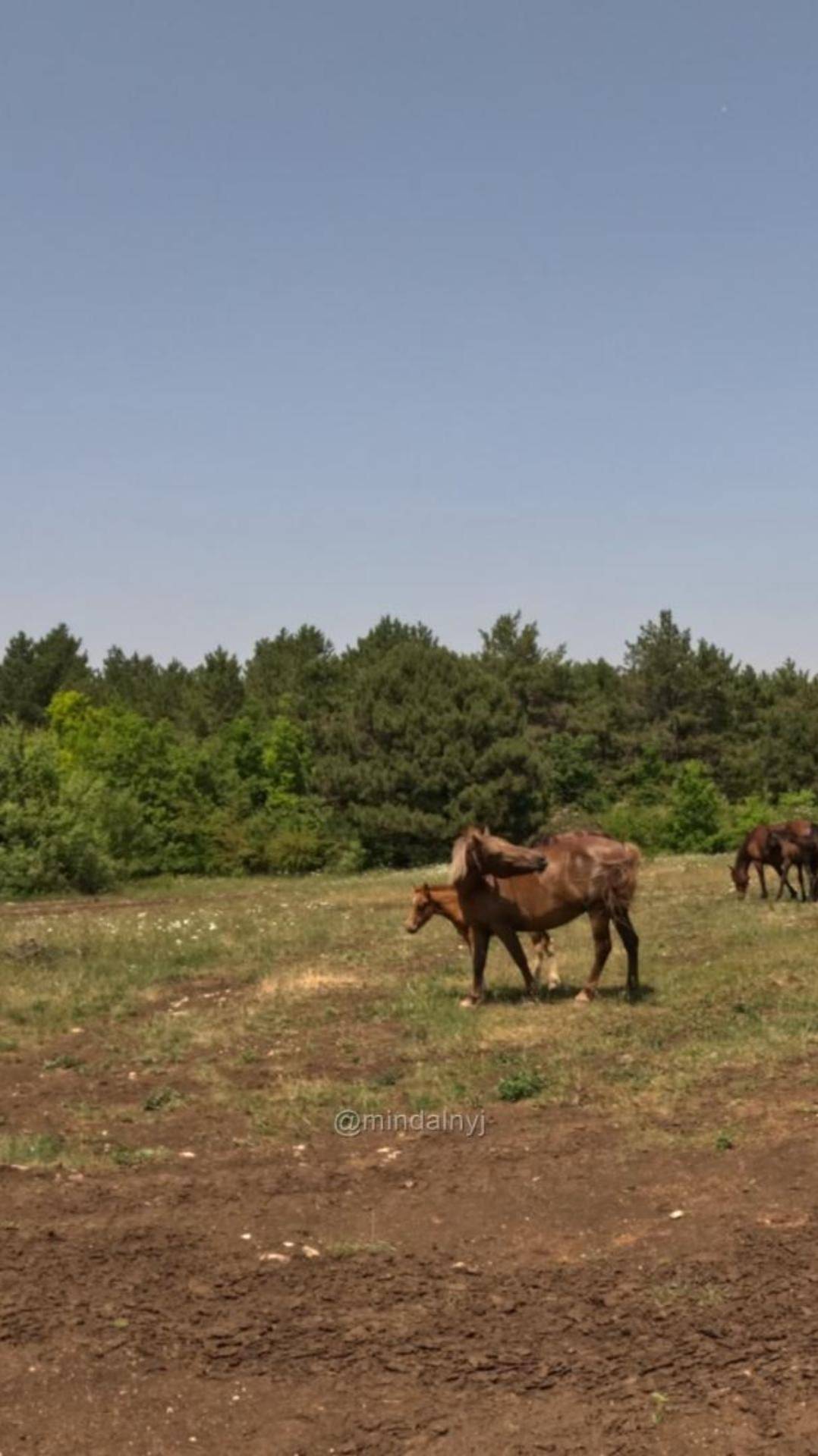 Лошадки пасутся