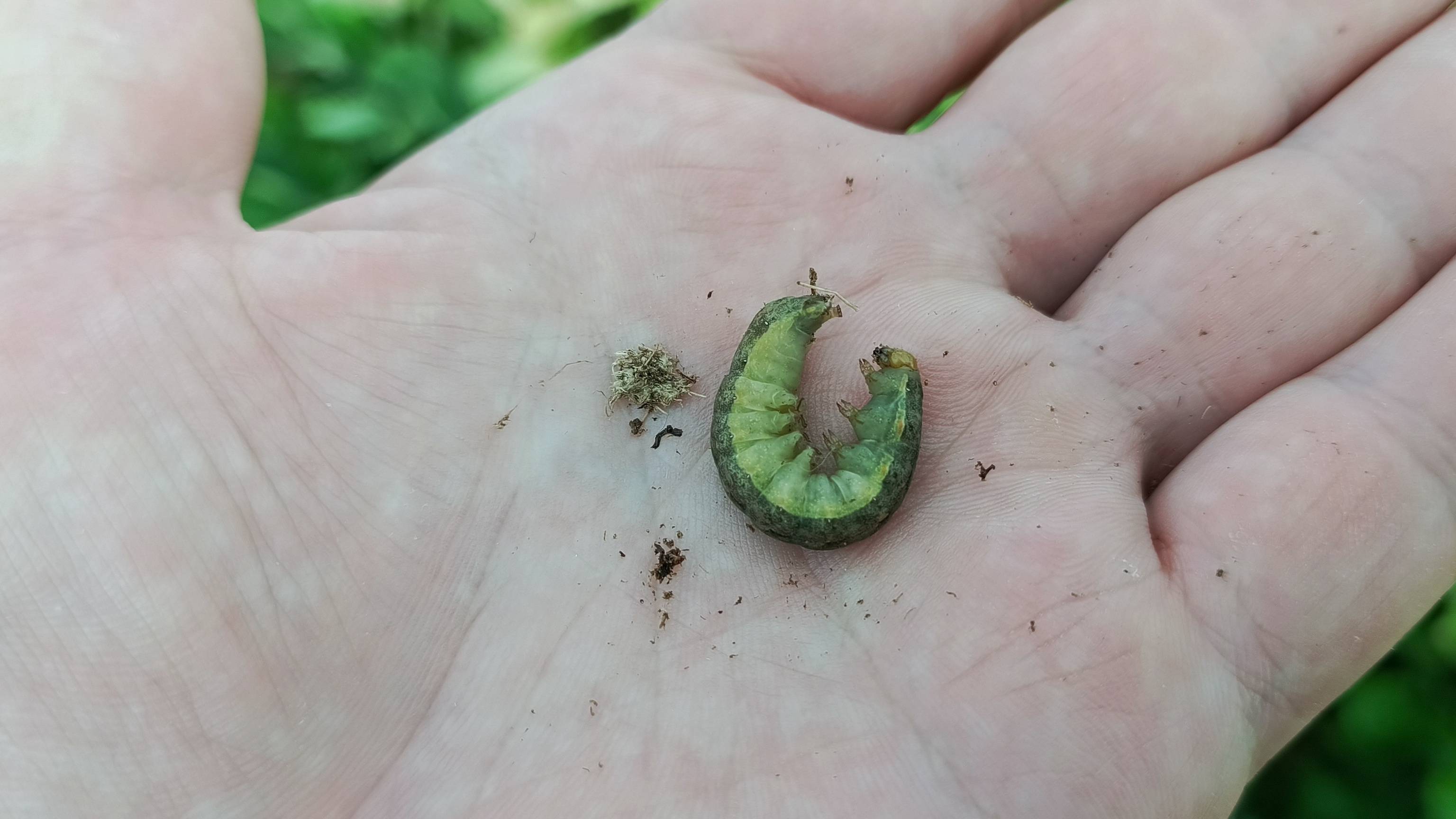 ЮНОНА УНИЧТОЖИЛА ВСЕХ ГУСЕНИЦ за 24 ЧАСА! ШОКИРУЮЩИЙ результат на клубнике, томатах и перце! смотреть онлайн