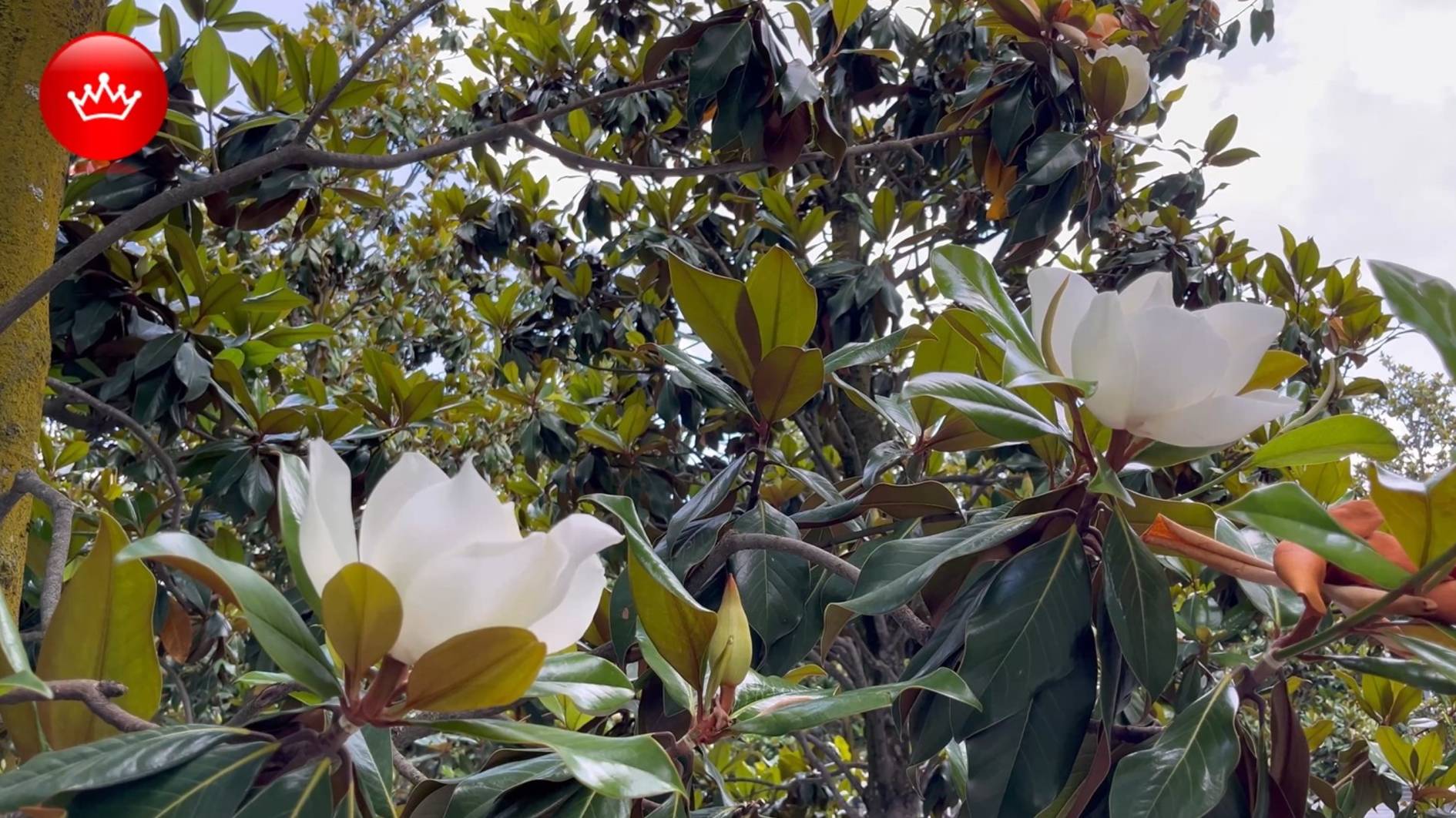 🌼Парк Галицкого Обзор Лето 2025. смотреть онлайн