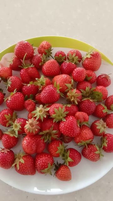 Первая клубника