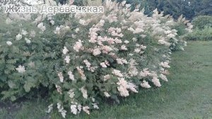 Цветение рябинника рябинолистного.Обзор деревенского бабушкиного сада 19.06.25.