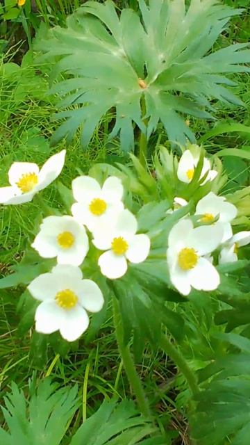 Здоровый нарцисс смотреть онлайн