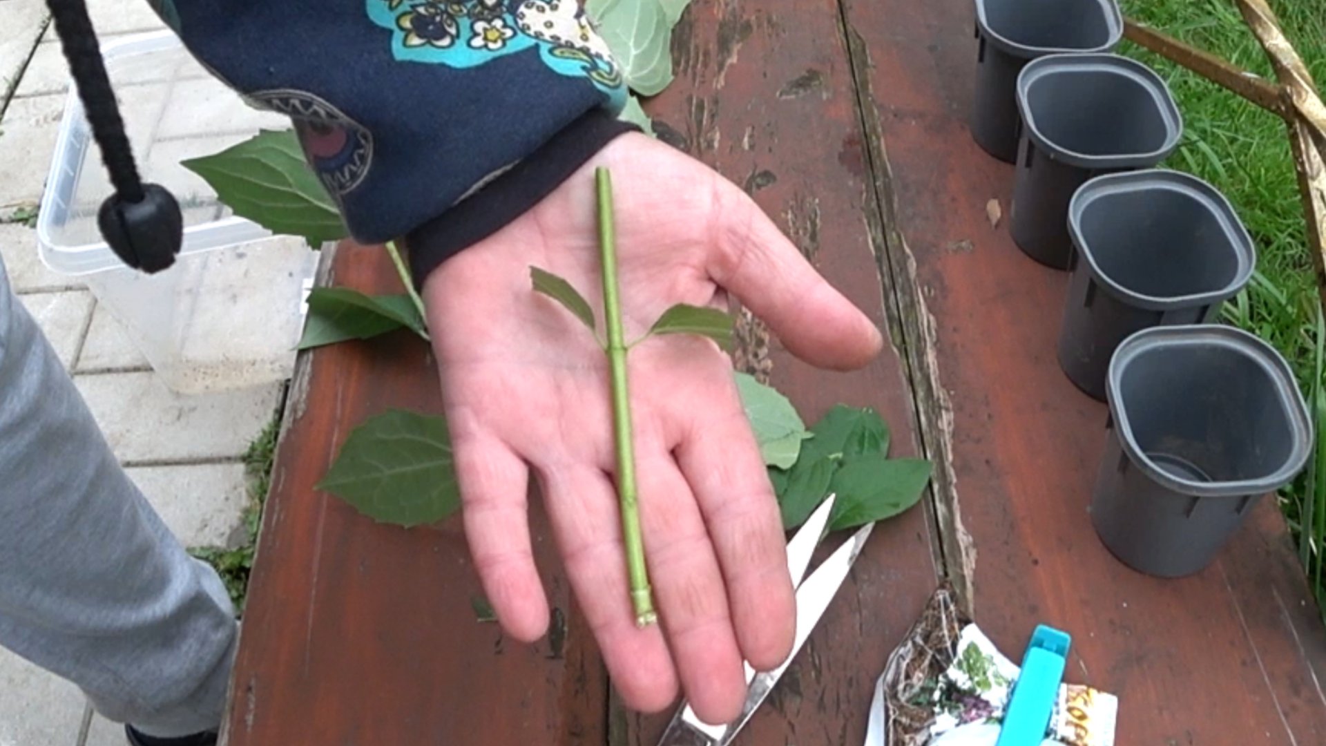 Черенкую жасмин, чубушник. смотреть онлайн