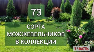73 СОРТА МОЖЖЕВЕЛЬНИКОВ В КОЛЛЕКЦИИ. 1 ЧАСТЬ - 37 СОРТОВ. 21.06.2025г.