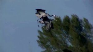 Далеко журавли полетели....кавер-Г.Погорельская(аранжировка Русавуки)