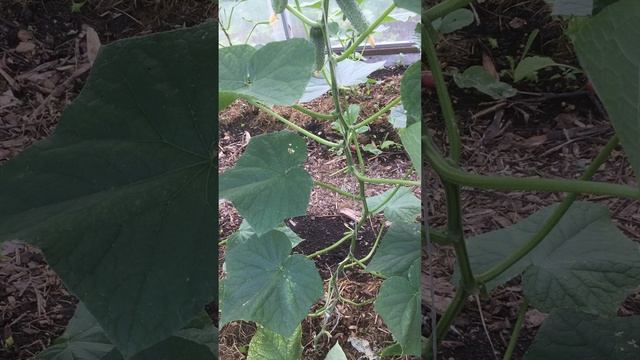 Формировка огурца в теплицы #огурец #формировка #теплица #Верадача смотреть онлайн
