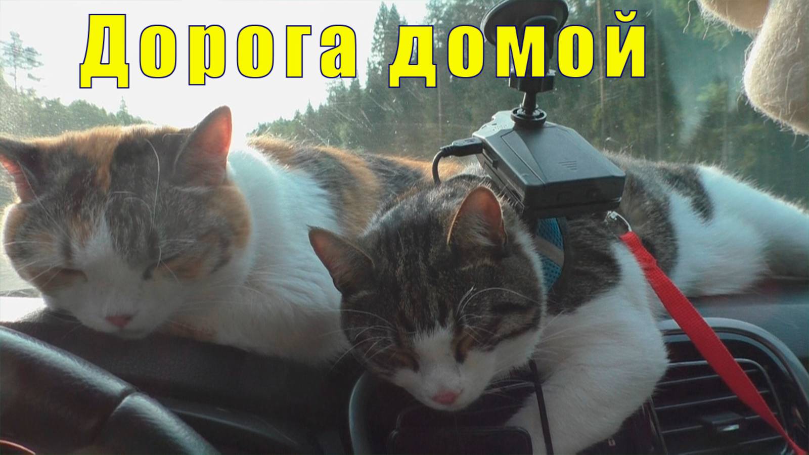 СОРТАВАЛА - МУРМАНСК/ МЫ ДОМА /07 июня 2025 смотреть онлайн