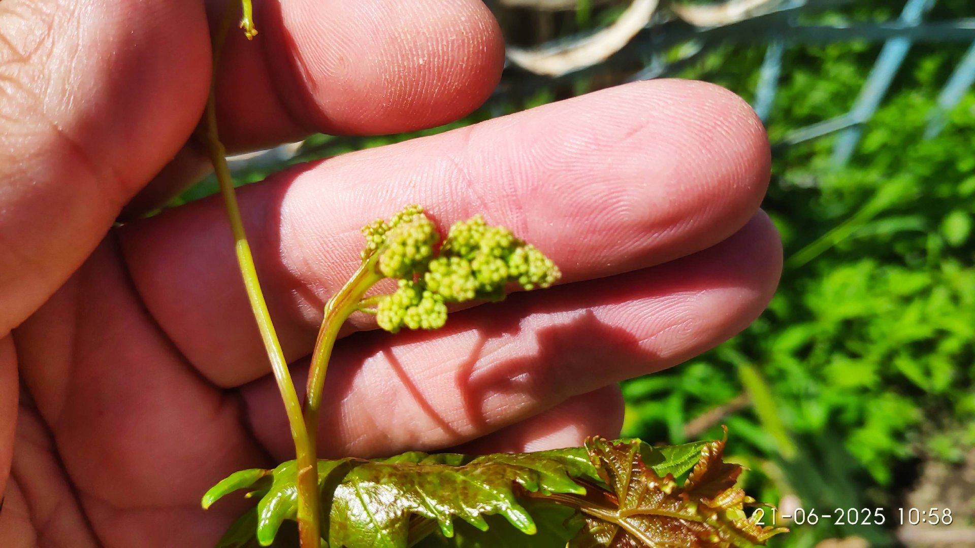 Как заставить плодоносить холостые побеги винограда, пробуждение летней почки смотреть онлайн