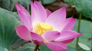 Лотос орехоносный. Выращивание в домашних условиях. Часть 1.