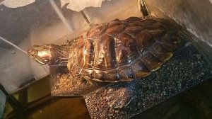 Красноухие черепахи 21-06-2025