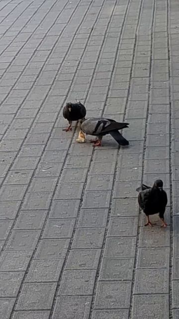 Голубиные игрища смотреть онлайн