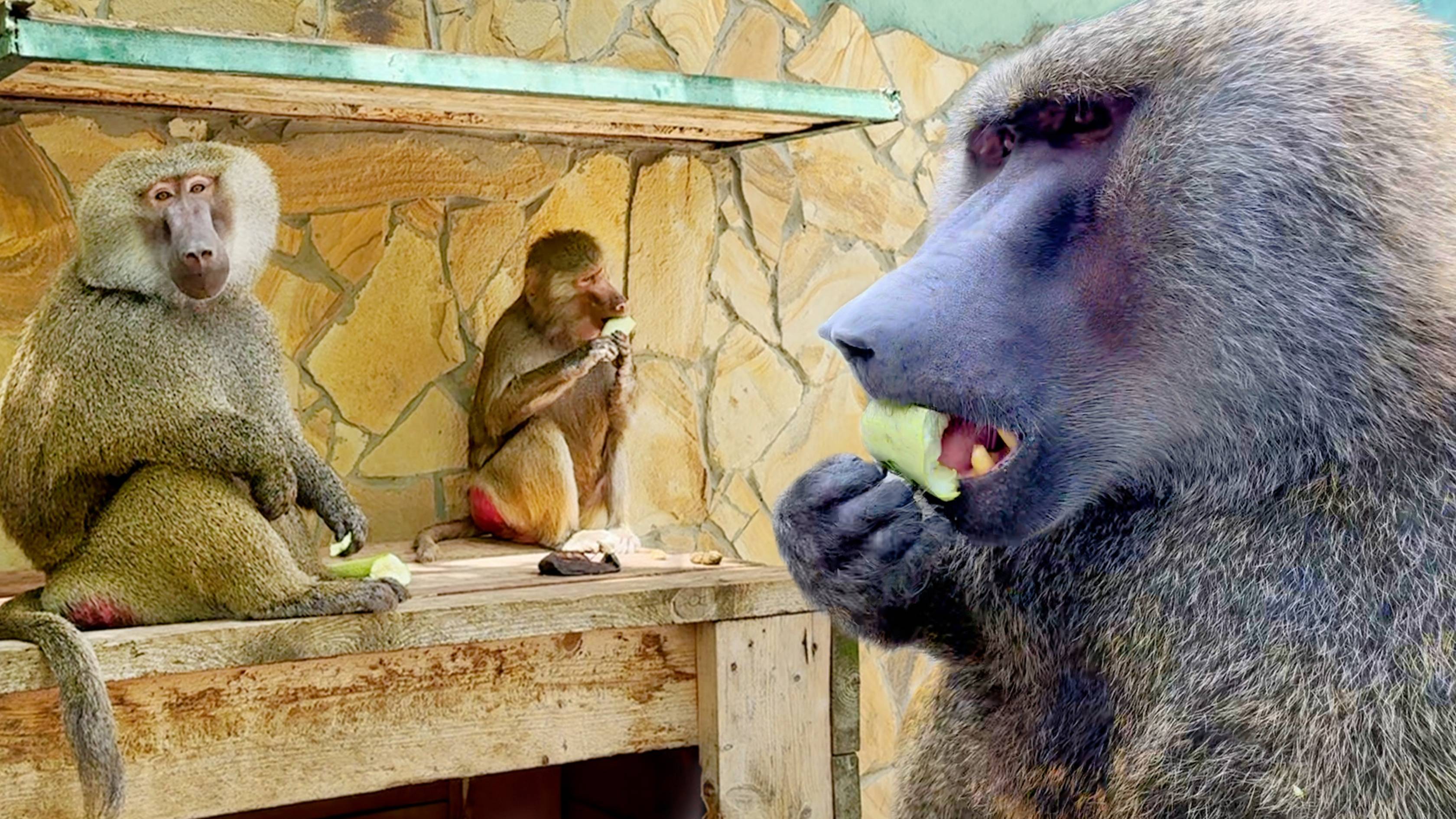 Знакомьтесь - Веня и Феня! Воспитывать и воспитывать! Рокки спустился с небес и согласился на массаж смотреть онлайн