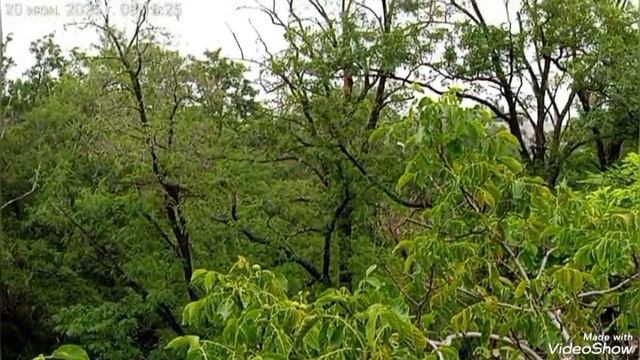 Мои ЛЮБИМКИ 🐈🐈🐈🖥️🌥️ смотреть онлайн