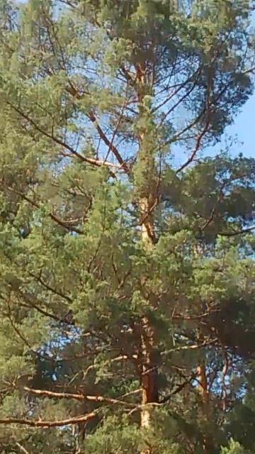 Огромная красивейшая сосна смотреть онлайн