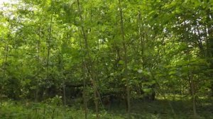 27.05.2025 09:18 вторник. В урочище Моторин к руинам усадьбы через Яньково и через Слободу домой.