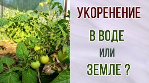 Укоренение в воде или земле. Пасынки на томатах. Черенки. Какой способ лучше.