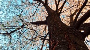 Расслабляющая Музыка для Снятия Стресса с Красивыми Цветочными Пейзажами