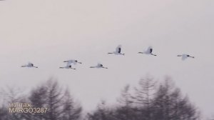 ЖУРАВЛИ-РУСЛАН АГОЕВ