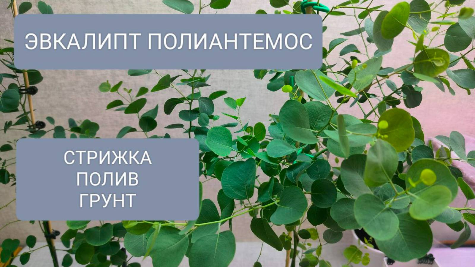 🟢🟢ЭВКАЛИПТ ПОЛИАНТЕМОС. ОСОБЕННОСТИ СТРИЖКИ/ФОРМИРОВАНИЯ. ГРУНТ. ПОЛИВ. смотреть онлайн
