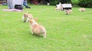 Щенки корги 🧡🧡 Вельш корги пемброк