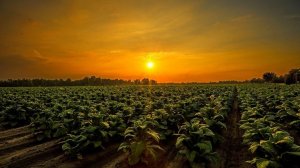 ТАБАК СОБРАН