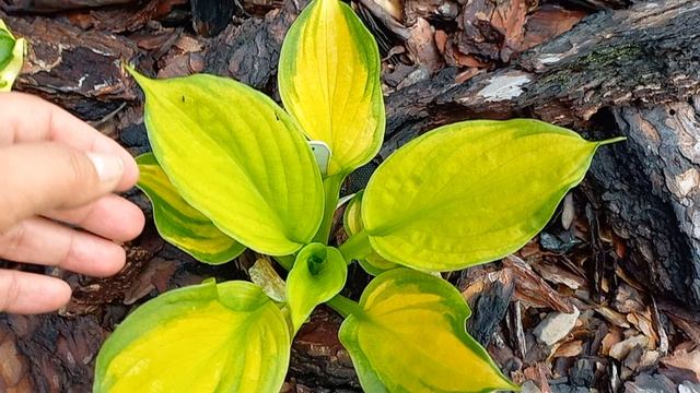 Прогулка по саду. Любимые хосты🪴🌺 смотреть онлайн
