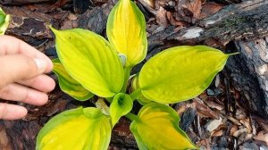 Прогулка по саду. Любимые хосты🪴🌺