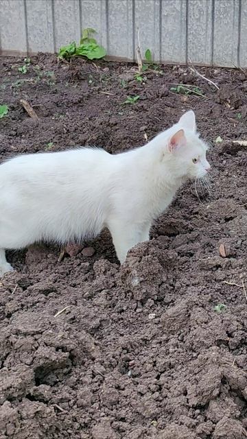 Кошка собирается атаковать. #кошка #шорты 4k смотреть онлайн