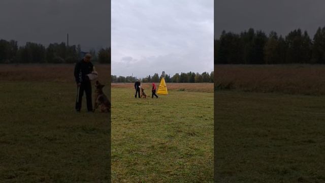 1 Отл. КЧК ЯДВИГА с Братского взморья +++ №41. КЧК ИРКУТСК 15 сентября`24 И.Герлеман Моно немецких о