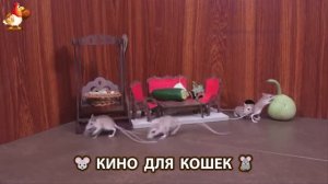Видео для кошек про крысок развлекать питомцев 🐭🐀😂 (163)