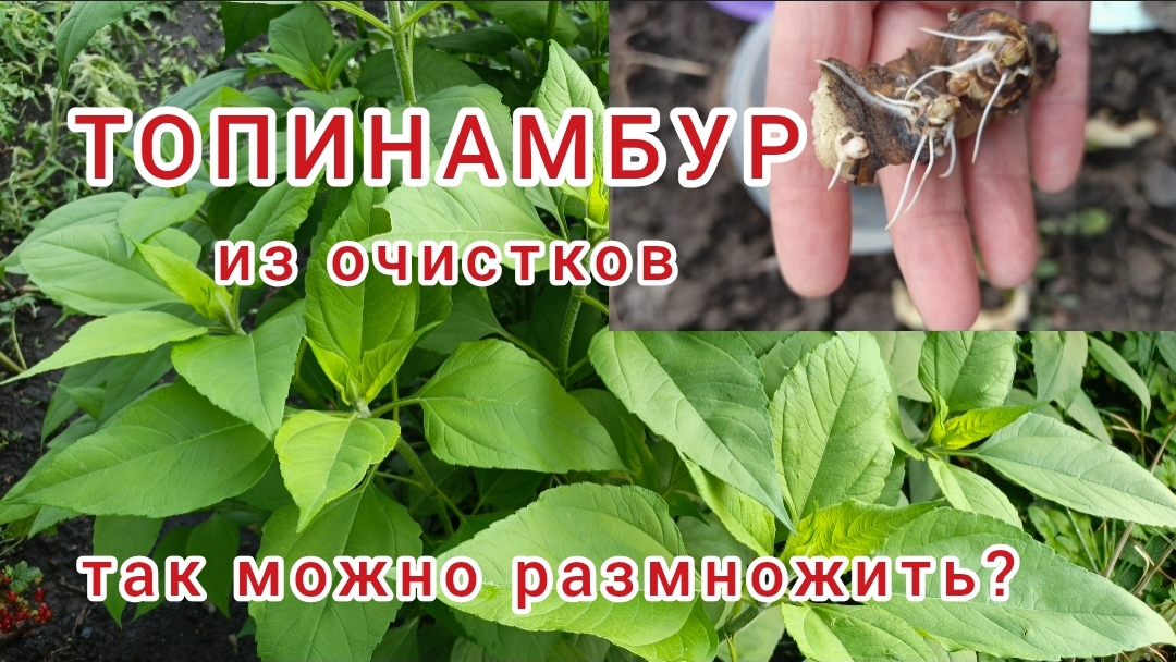 ТОПИНАМБУР. Что вырастет из ОЧИСТКОВ? смотреть онлайн