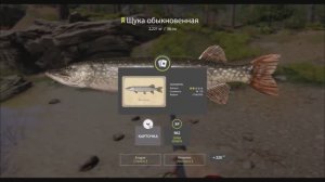 игры про рыбалку, Щука, рыбы с карточками, московская коллекция, игра Русская рыбалка 4