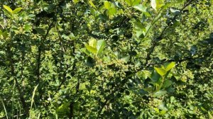 О том как размножить аронию зелеными черенками