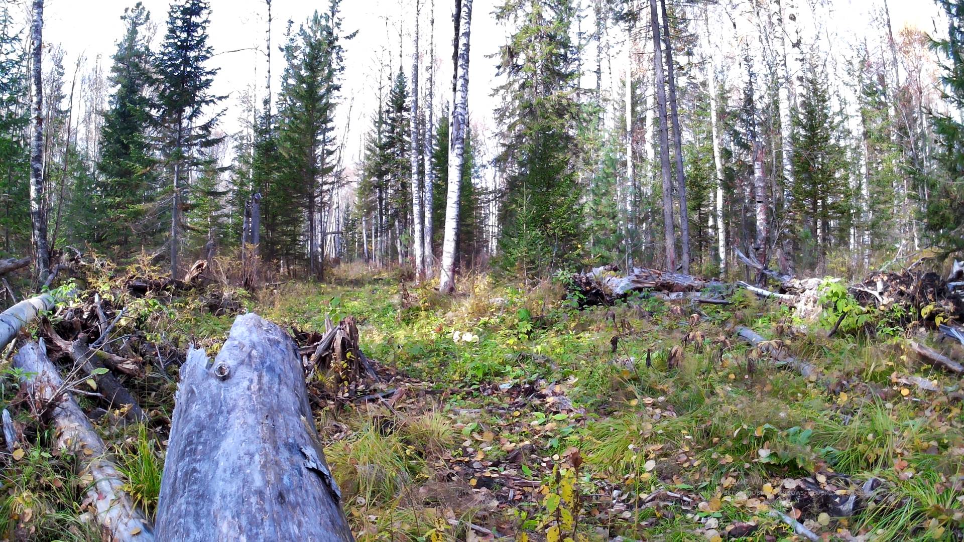 Поездка в тайгу на Regulmoto Adv 300.