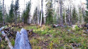 Поездка в тайгу на Regulmoto adv 300.