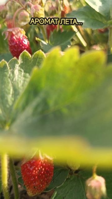 Аромат лета