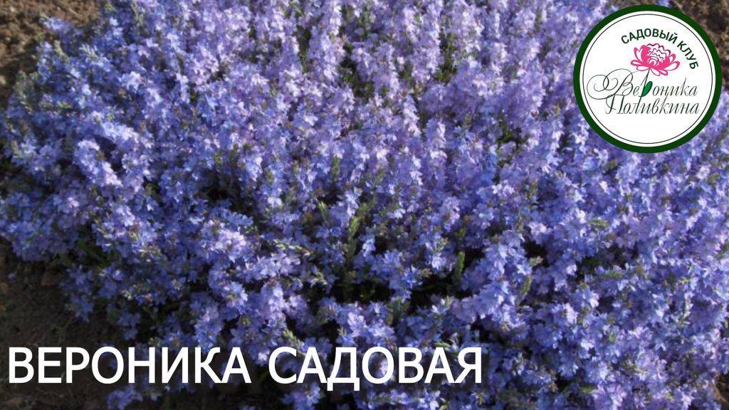 ВЕРОНИКА САДОВАЯ в саду смотреть онлайн