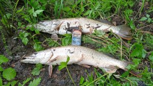 Кастинговая сеть 30-ка на новой закоряженной речке в царстве камаров!