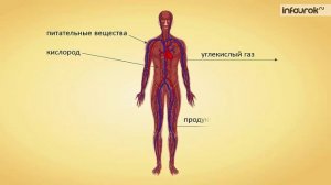 15. Работа мышц и её регуляция