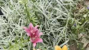 ! Красавица скумбрия , вкусный борщ на обед и все как это готовил я и весь чудный день