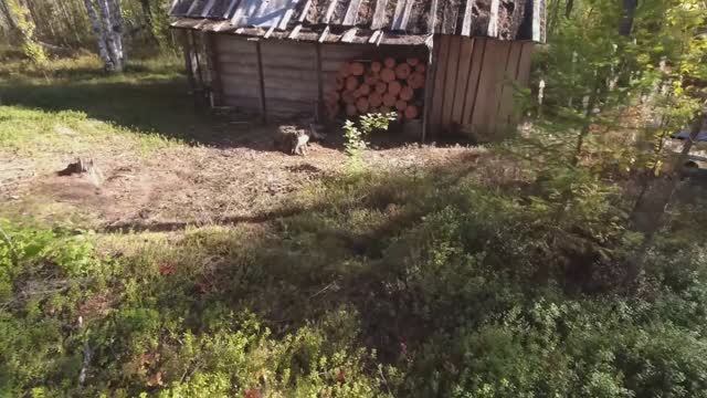 НАШЁЛ ИЗБУ В ТАЙГЕ И ОБАЛДЕЛ. СПРЯТАННАЯ ИЗБУШКА ПРОФЕССИОНАЛА. НАСТОЯЩЕЕ ЗИМОВЬЕ В ДИКОЙ ТАЙГЕ смотреть онлайн