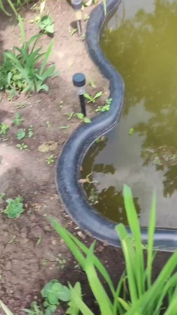 лягушка в гостях плавает в пруду