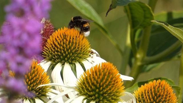 Бывалый путешественник