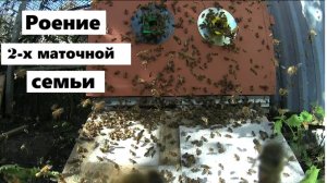 Роение двухматочной семьи.