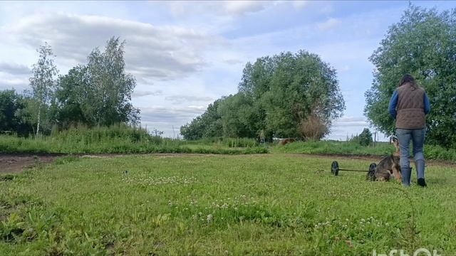 Дик Найт Эль тайм Лунная волчица. 5 месяцев смотреть онлайн