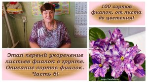 100 сортов фиалок, от листа до цветения! Укоренение листьев фиалок в грунте. Часть6!