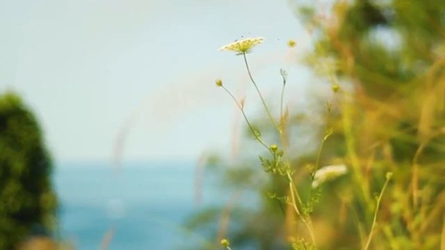 Преподобный Иосиф Исихаст. Воля Божия смотреть онлайн